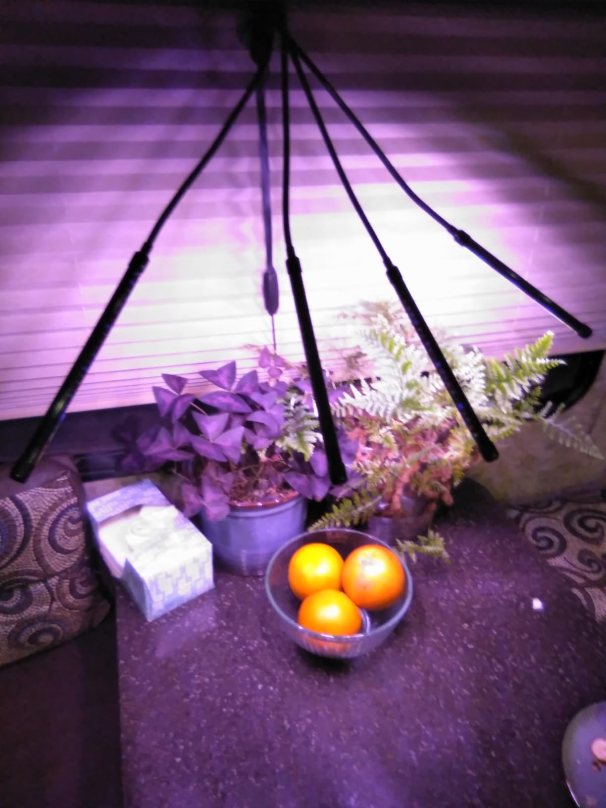 LEOTER Grow Light for Indoor Plants - Upgraded Version 80 LED Lamps with Full Spectrum & Red Blue Spectrum, 3/9/12H Timer, 10 Dimmable Level, Adjustable Gooseneck,3 Switch Modes customer photo 2