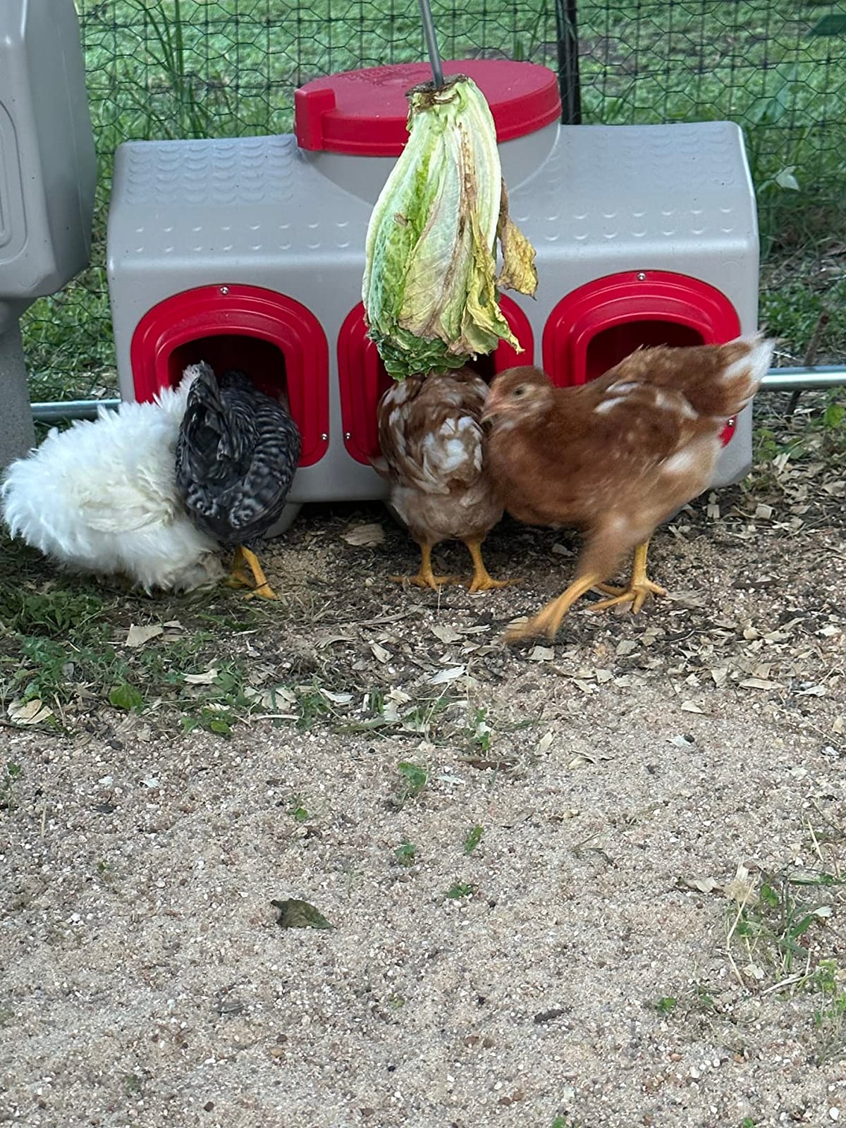 OverEZ Chicken Feeder - Holds 50 Pounds of Feed - Inside or Outside Hen Coop - Large Gravity Fed Automatic Poultry Dispenser - No Waste Rainproof Design customer photo 1