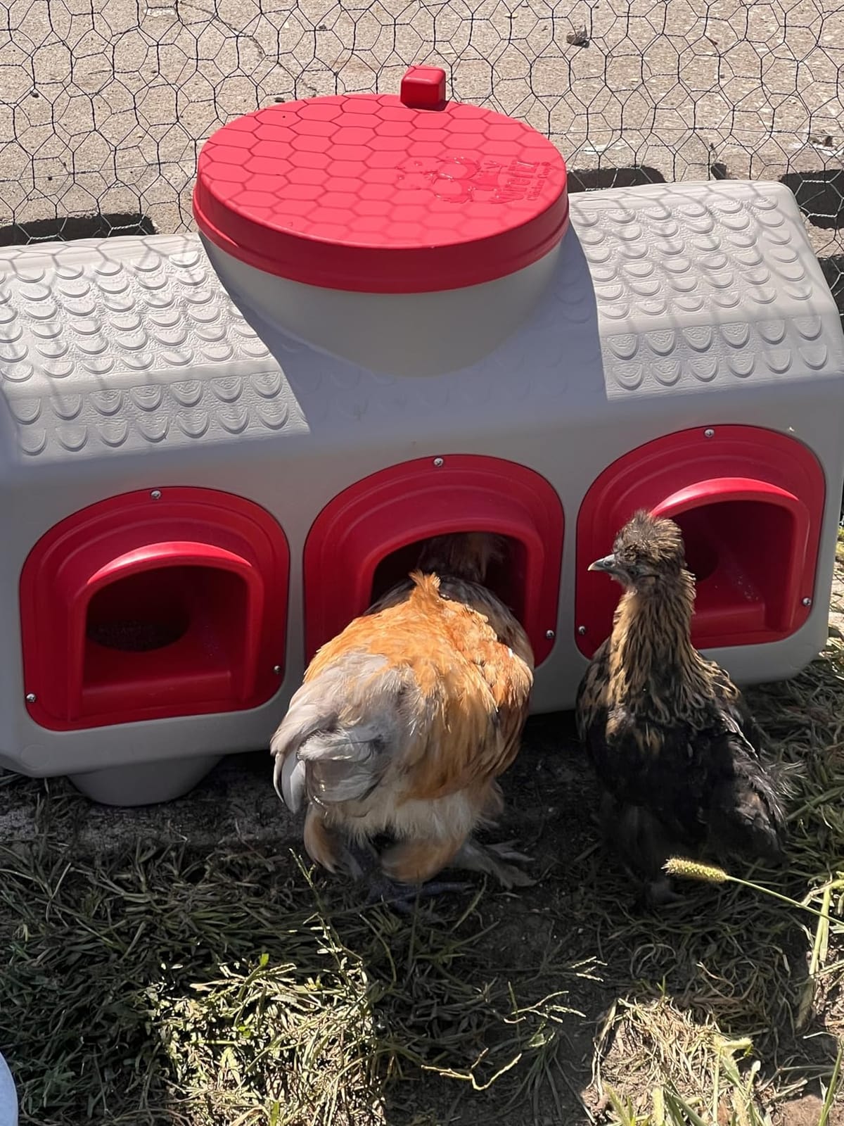 OverEZ Chicken Feeder - Holds 50 Pounds of Feed - Inside or Outside Hen Coop - Large Gravity Fed Automatic Poultry Dispenser - No Waste Rainproof Design customer photo 2