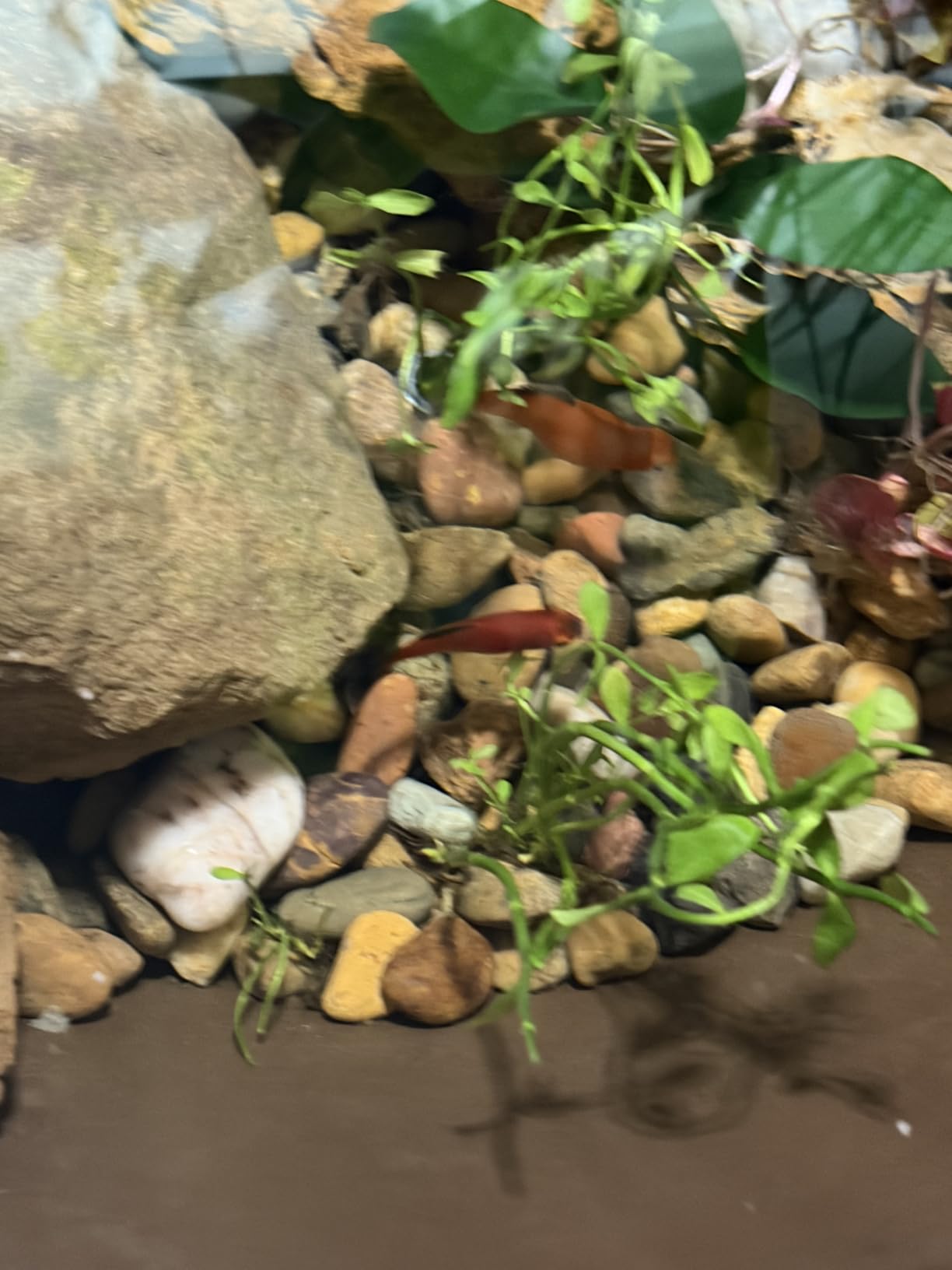 Aquascape AquaGarden Pond Kit, Container Water Garden | 78325 customer photo 1