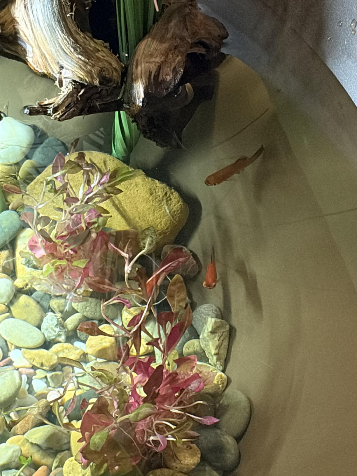 Aquascape AquaGarden Pond Kit, Container Water Garden | 78325 customer photo 2