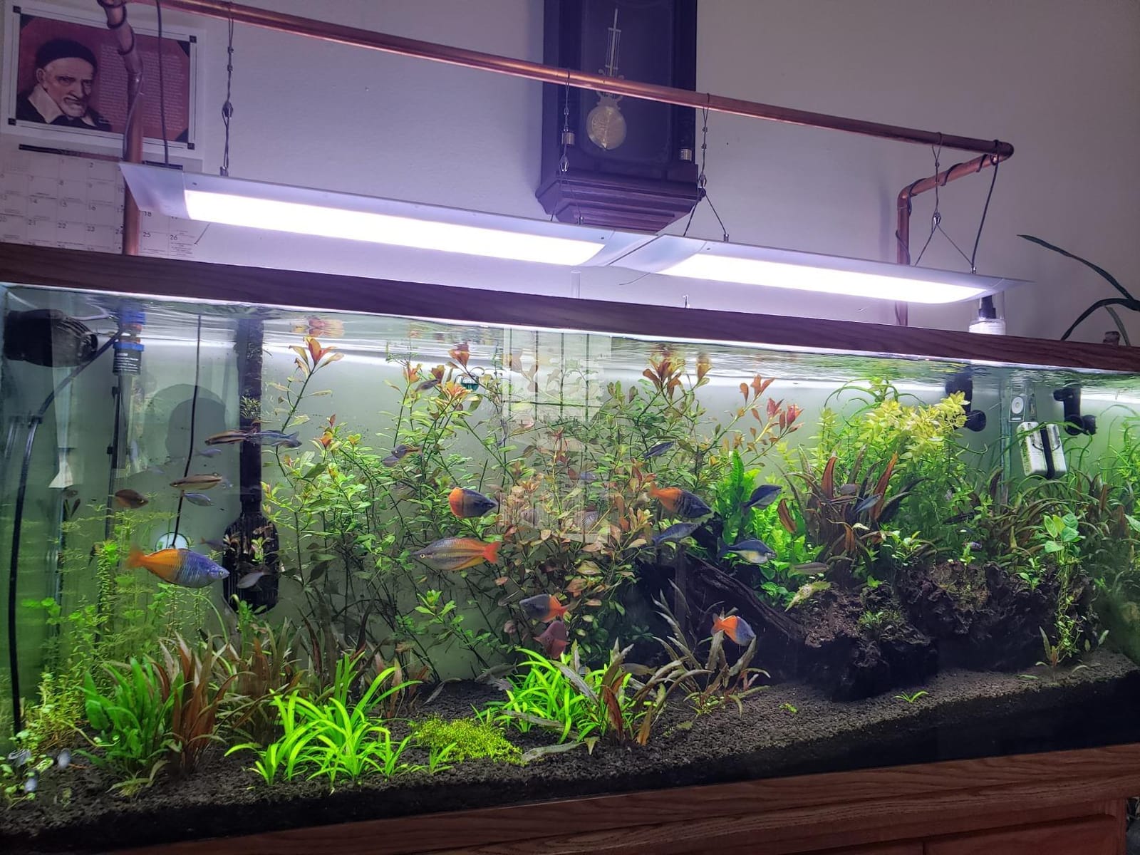 ONF Flat One+ 24 in 24/7 Cycle Aquarium Light, Blue White Full Spectrum Colorfull LED Light, Fish Tank Light Brightness Dimmable & Color Temperature APP Controlled, Sunrise & Sunset, Pendant Style customer photo 2