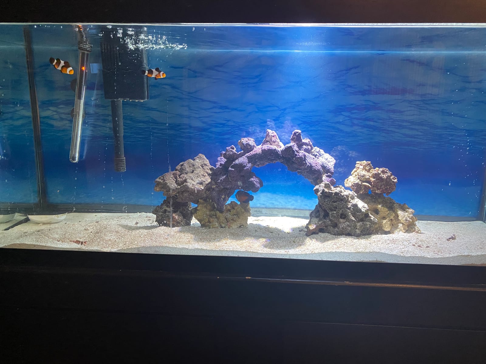 AquaIllumination AI Prime 16 Freshwater LED Aquarium Light - Smart App Controlled Planted Tank Lighting with Custom Spectrum, Energy Efficient Plant Growth Light for Freshwater Aquariums - White customer photo 1