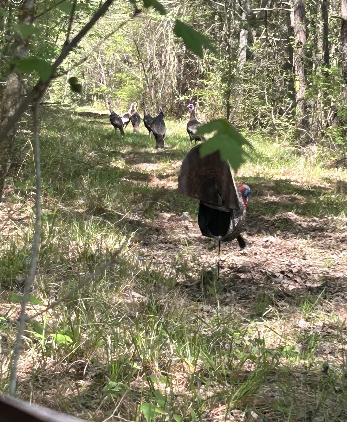The Grind Turkey Decoys, Durable and Lifelike Turkey Decoy, Grind Reaper Quarter Body Strutter,Brown customer photo 2