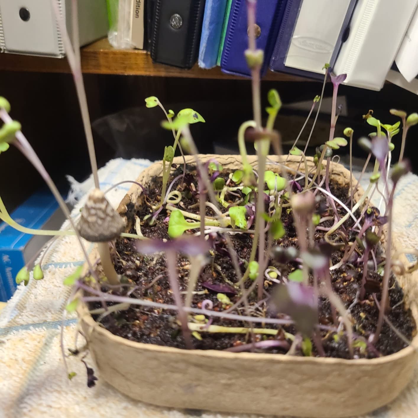 Back to the Roots DIY Microgreen Grow Kit, 6-Grow Variety Pack customer photo 1
