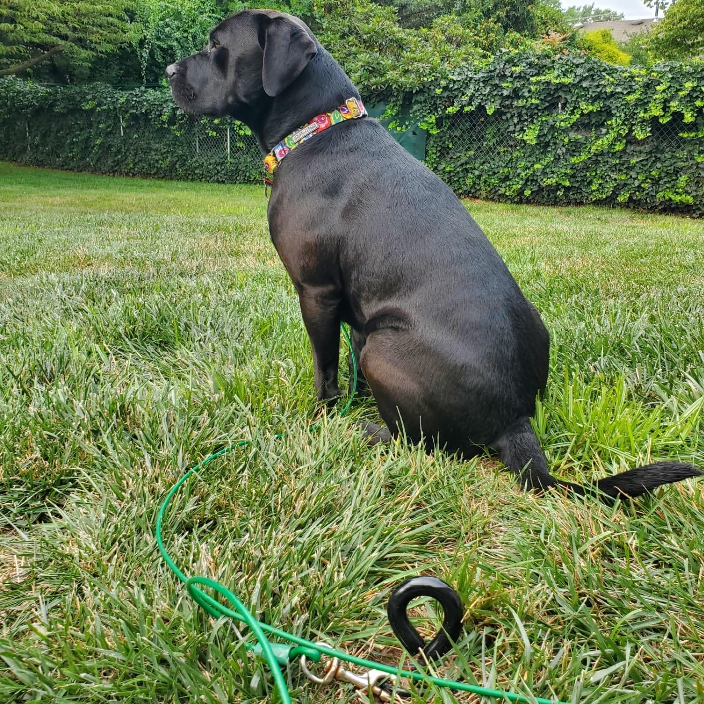 ROYAL-PAW Dog Tie Out Stake - for Large Dogs up to 210 lbs - Heavy Duty Dog Stake for Yard, Beach & Camping Outside - Best in Ground Anchor for a Dog Cable, Leash, Lead Tether (1, Midnight Black) customer photo 1