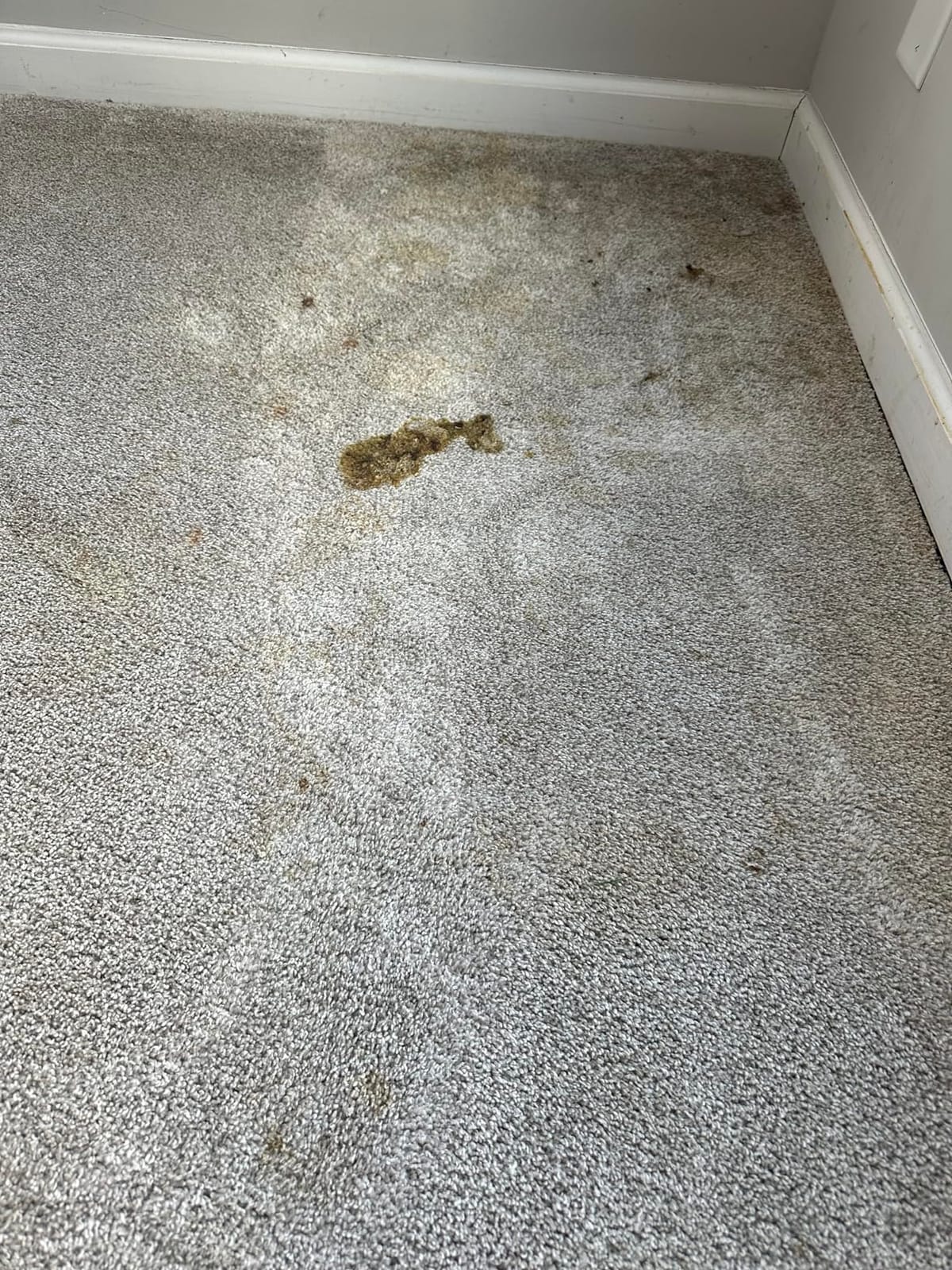Rug Doctor Mighty Pro X3 Commercial Carpet Cleaner with Pet Cleaner Pack customer photo 2