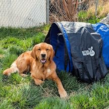Better Sporting Dogs 10 Foot Dog Agility Tunnel | Includes Sandbags, Dog Agility Equipment, Dog Agility Training customer photo 2