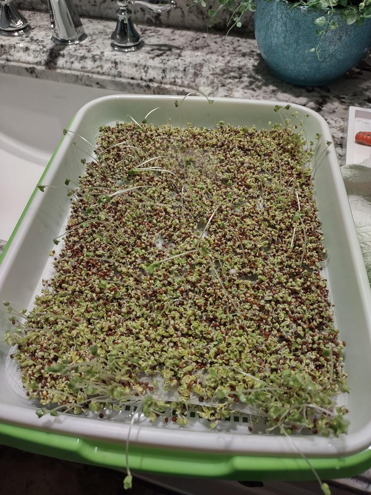 SUNPRO 2-Pack Seed Sprouter Tray with Humidity Lid, BPA Free Food Grade Soil-Free Sprouting Kit, Large Capacity Wheatgrass Grower & Microgreens Germination Station for Beans, Peas, Cat Grass (Green) customer photo 2