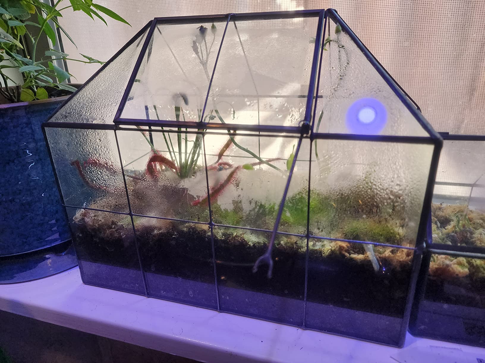 Large Glass Terrarium House Planter - Succulent Plant Glass Greenhouse with lid 9.8X7.9X5.9 NA customer photo 2