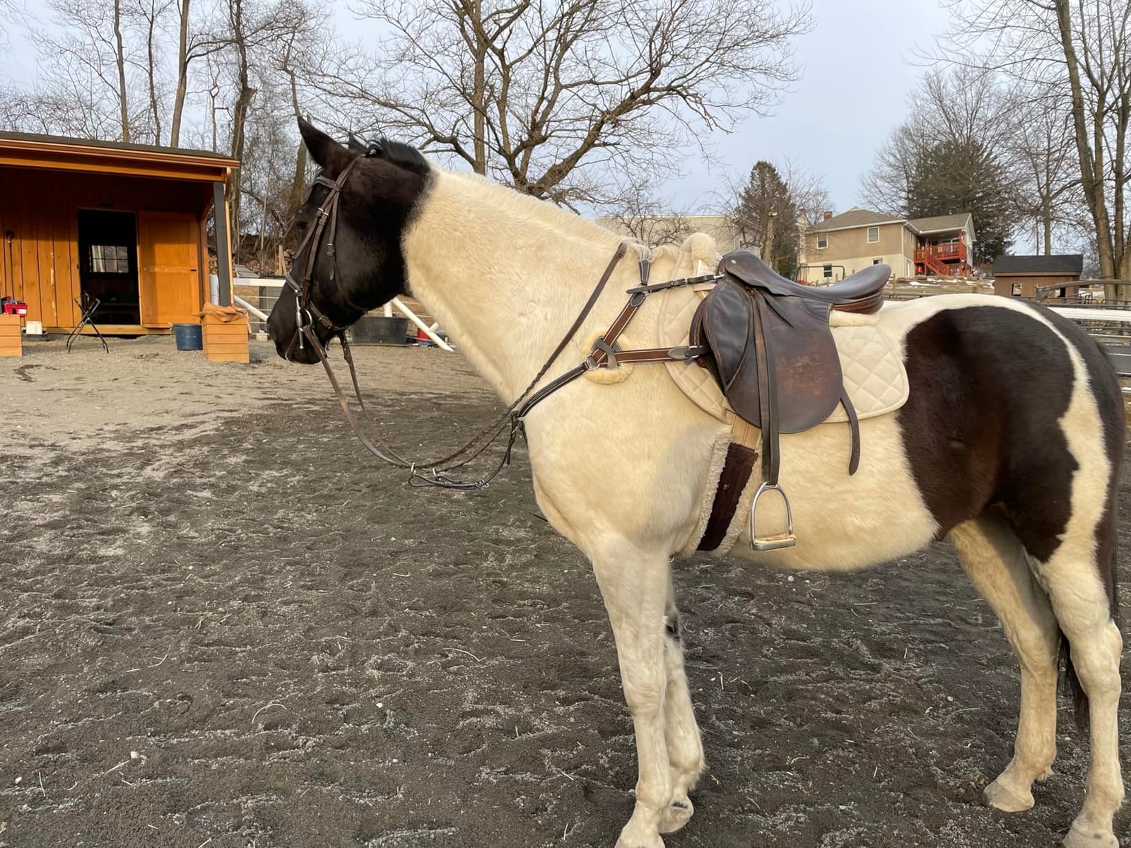 Exion Leather 5-Point Breastplate for Horses with Running Martingale - Exion English Breast Collar with Brown Elastic | Original Fur & Soft Leather Padding | Stainless-Steel Hardware customer photo 1