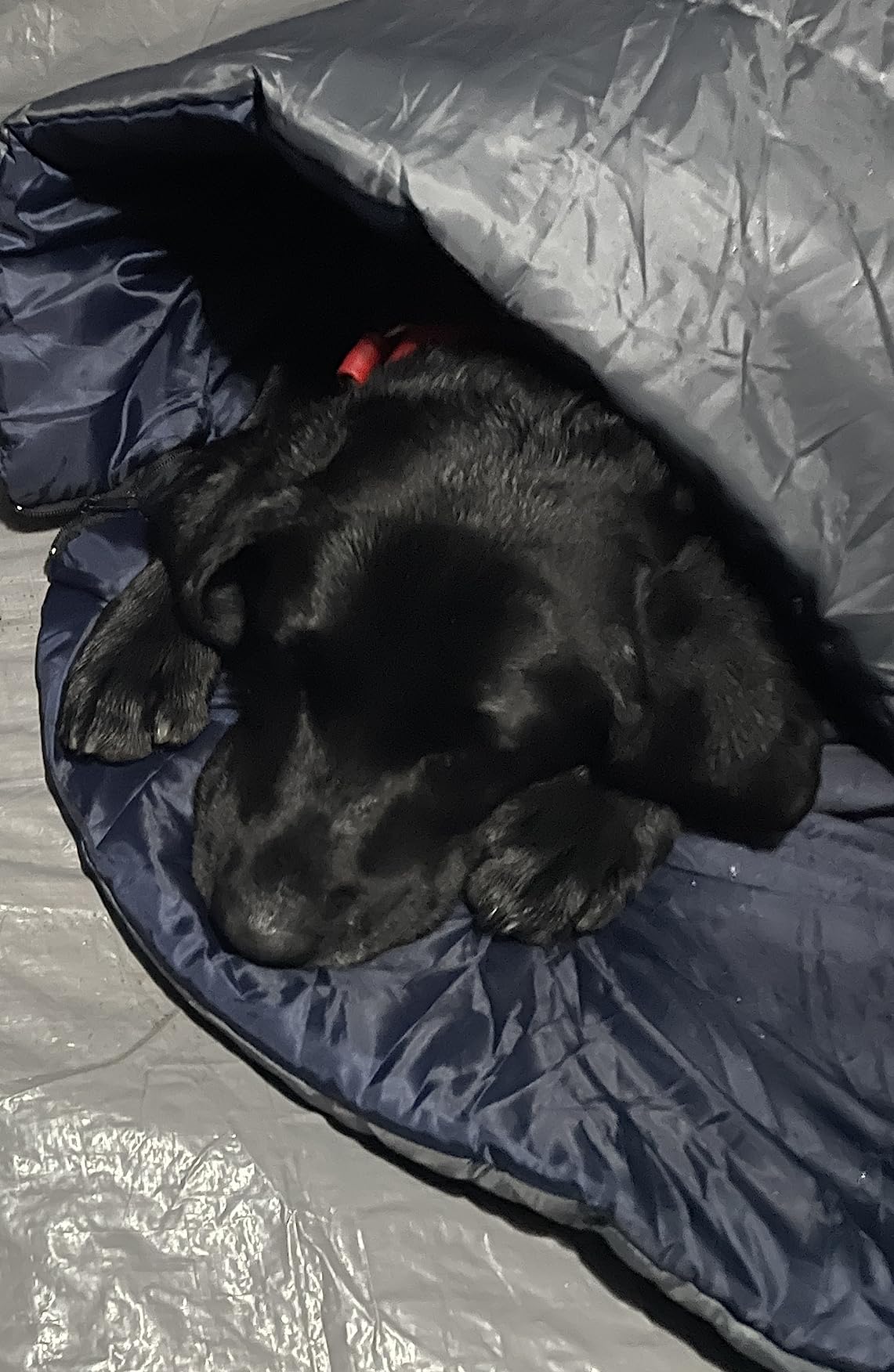 Soft Warm Dog Sleeping Bag, Large Portable Waterproof Camping Pet Bed, Packable Dog Bed for Camping, Hiking, Indoor Use customer photo 1