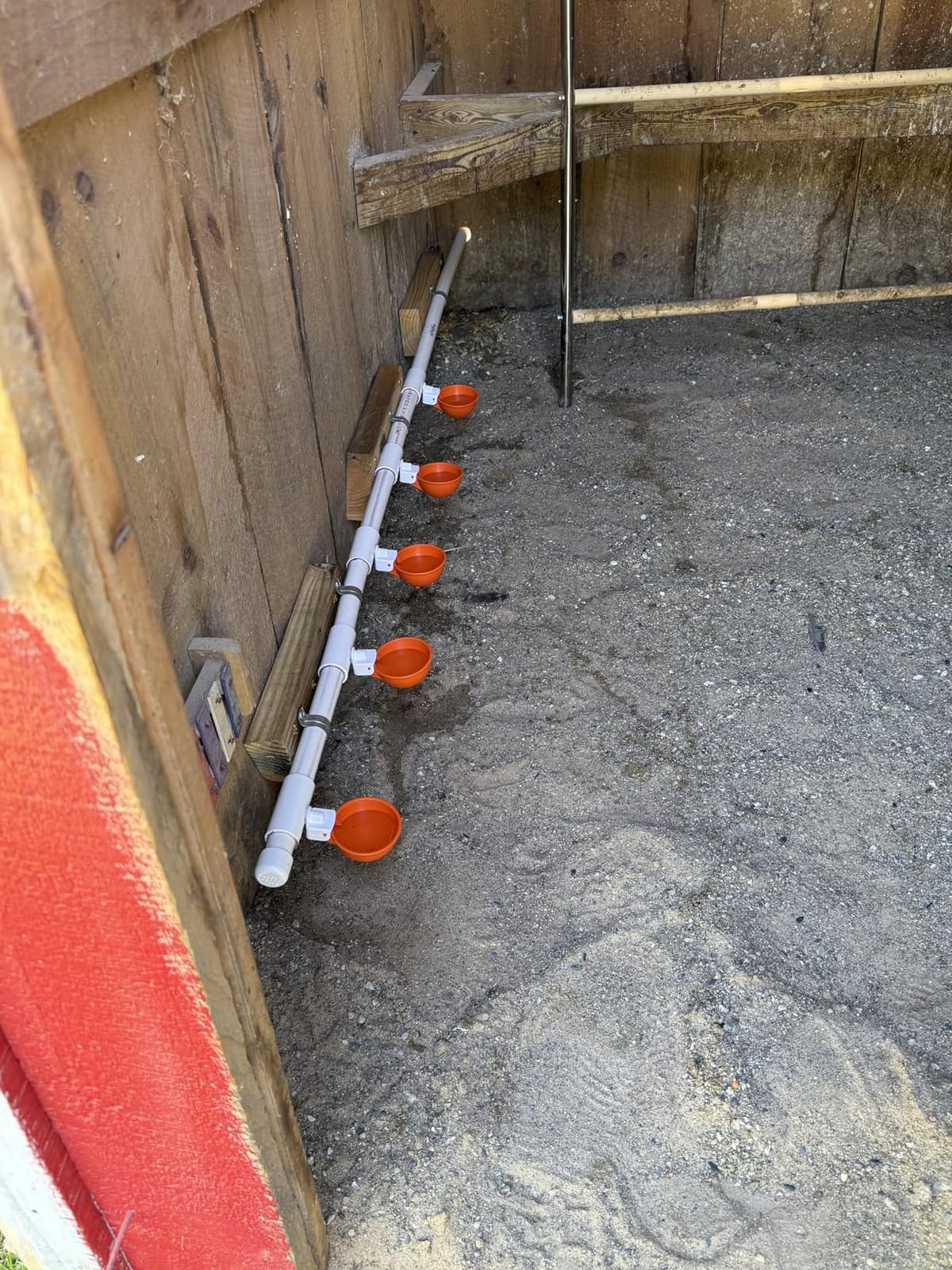 Lil'Clucker Large Automatic Chicken Waterer Cups | Chicken Water Feeder Suitable for Chicks, Duck, Goose, Turkey and Bunny | Poultry Water Feeder Kit (Orange, 5-Pack) customer photo 1