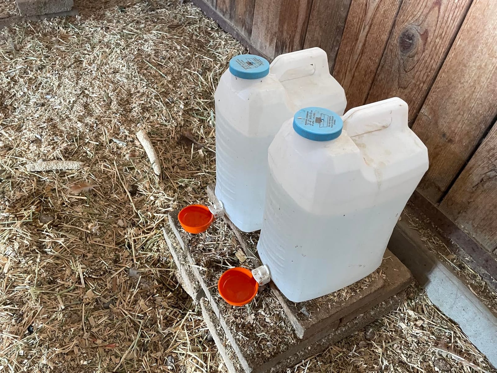 Lil'Clucker Large Automatic Chicken Waterer Cups | Chicken Water Feeder Suitable for Chicks, Duck, Goose, Turkey and Bunny | Poultry Water Feeder Kit (Orange, 5-Pack) customer photo 2