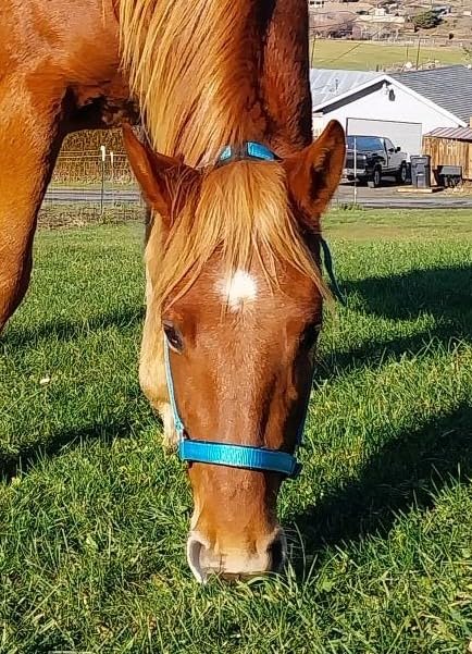T TEKE Adjustable Horse Halters by Heavy Duty Soft Nylon, Padded with Anti-rubbing Waffle Neoprene on Both Crown & Nose customer photo 1