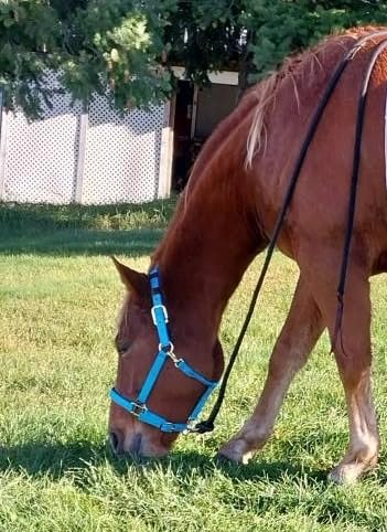 T TEKE Adjustable Horse Halters by Heavy Duty Soft Nylon, Padded with Anti-rubbing Waffle Neoprene on Both Crown & Nose customer photo 2