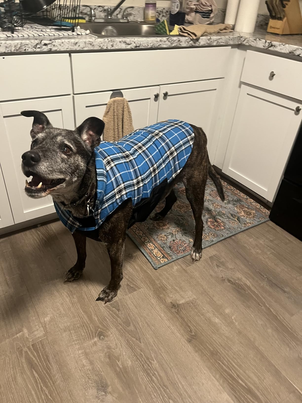 Kuoser Waterproof Dog Coat, Warm Reversible Dog Jacket with Leash Hole customer photo 1