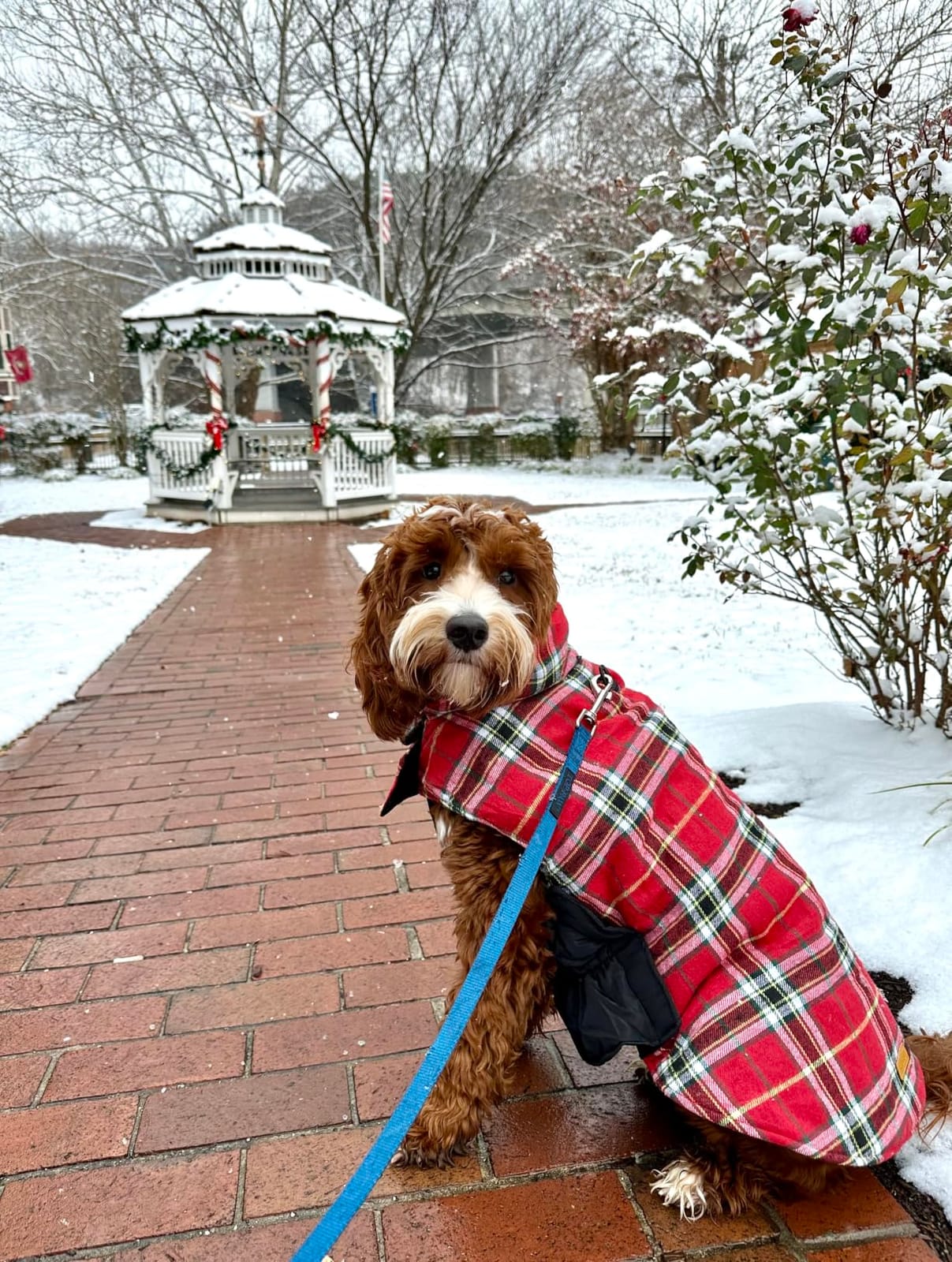 Kuoser Waterproof Dog Coat, Warm Reversible Dog Jacket with Leash Hole customer photo 2