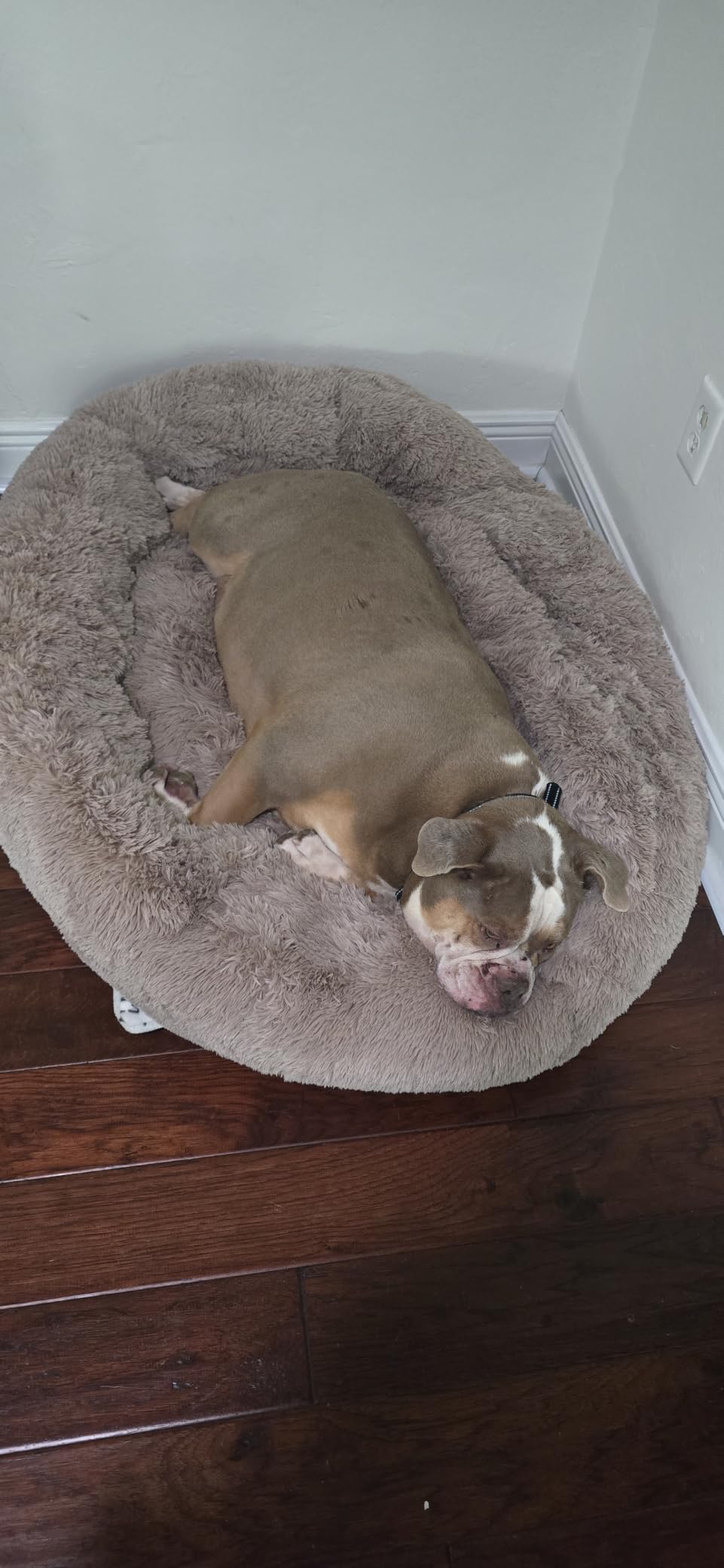 Bedsure Calming Small Dog Bed Donut Washable Cat & Puppy Bed, 23 inches Camel | Oprah Daily Award, Fluffy Faux Fur Round Cuddler, Anti-Slip Bottom, Anti-Anxiety, Deep Sleep for Large Cat & Pets Up to 25 Lbs customer photo 2