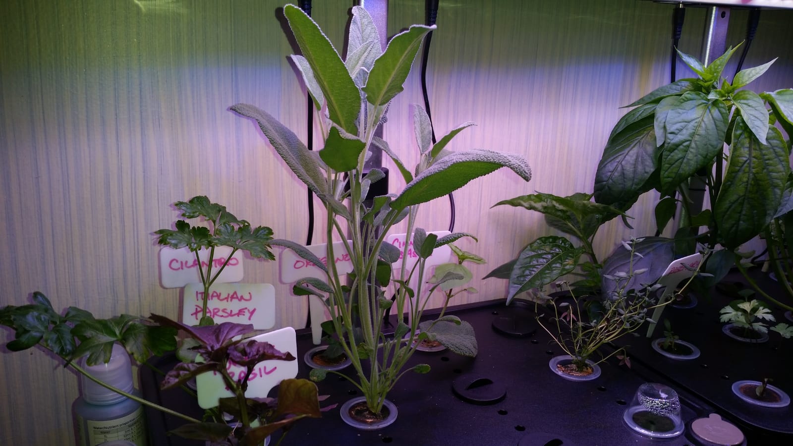 iDOO 12Pods Hydroponics Growing System Garden with LED Grow Light customer photo 1