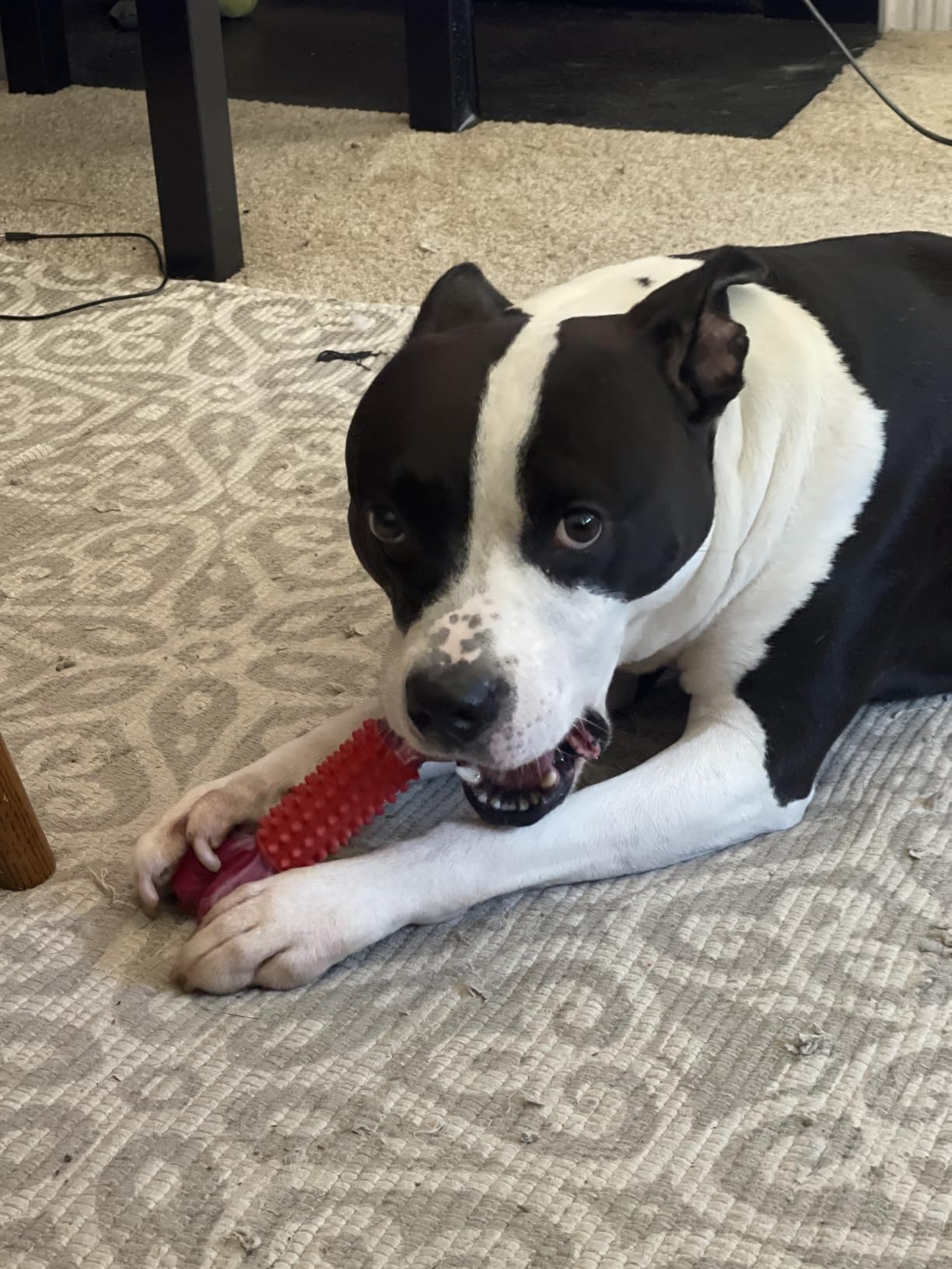 Tough Dog Toys for Aggressive Chewers: Beef Flavored Long Lasting Dog Bones for Large Dogs, Indestructible Dog Chew Toys to Keep Them Busy, Large Dog Toys for Medium & Large Breed, Red customer photo 2