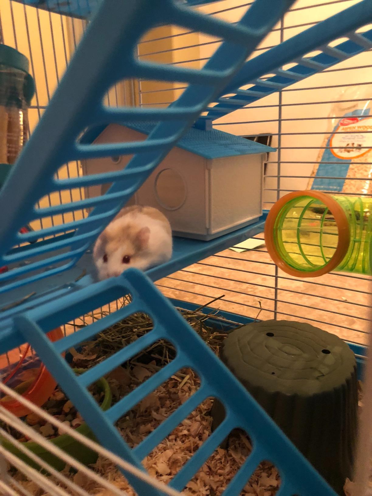 Large 5-Floors Blue Hamster Mansion Habitat Home House Cage Paw Safe Solid Platform with Hide House Running Excerise Wheel Food Bowl Water Bottle Deep Base customer photo 1