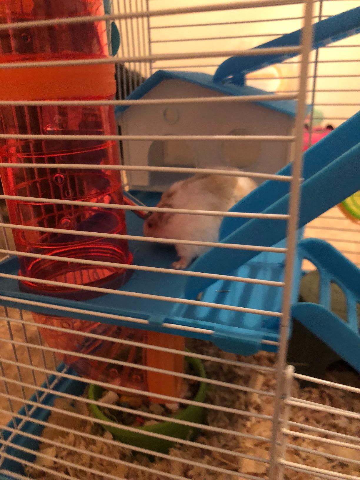 Large 5-Floors Blue Hamster Mansion Habitat Home House Cage Paw Safe Solid Platform with Hide House Running Excerise Wheel Food Bowl Water Bottle Deep Base customer photo 2