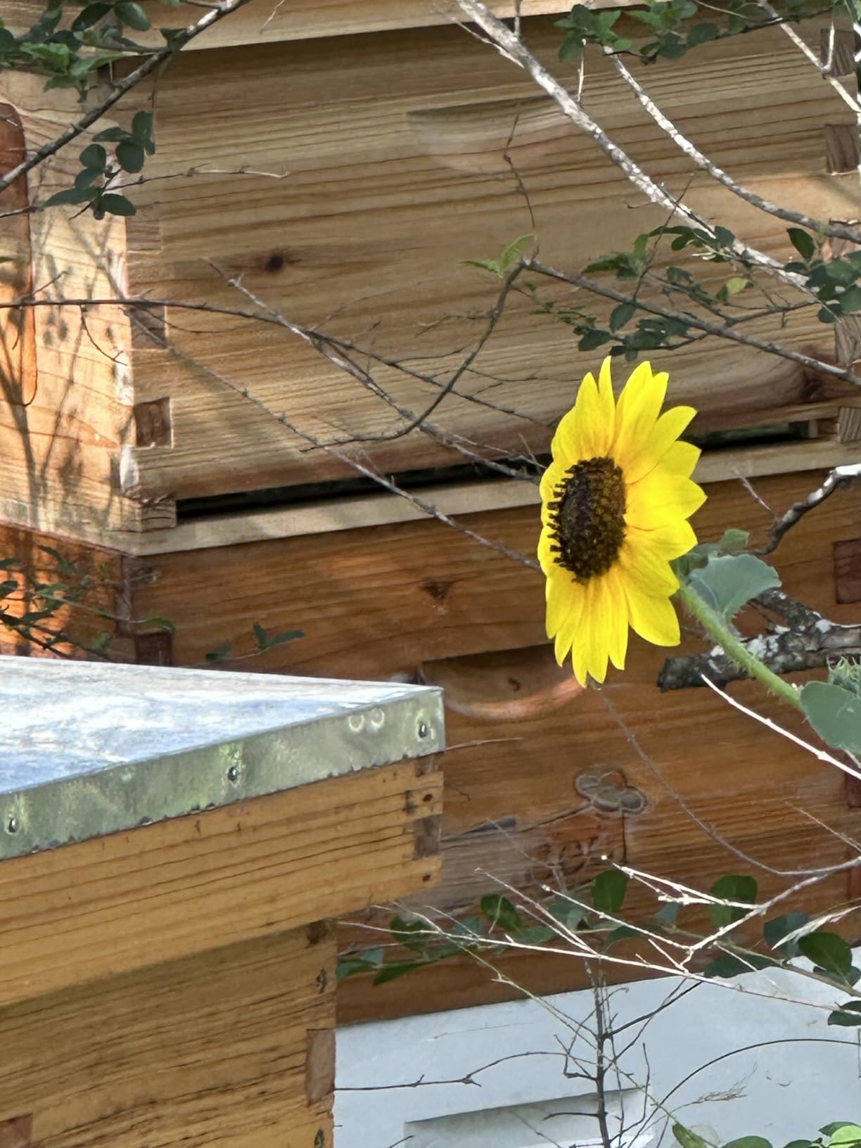 Automatic Wooden Bee Hive House Kit with 7 PCS Upgraded Auto Frame Comb - Beehive Box Honey Free Harvesting customer photo 1