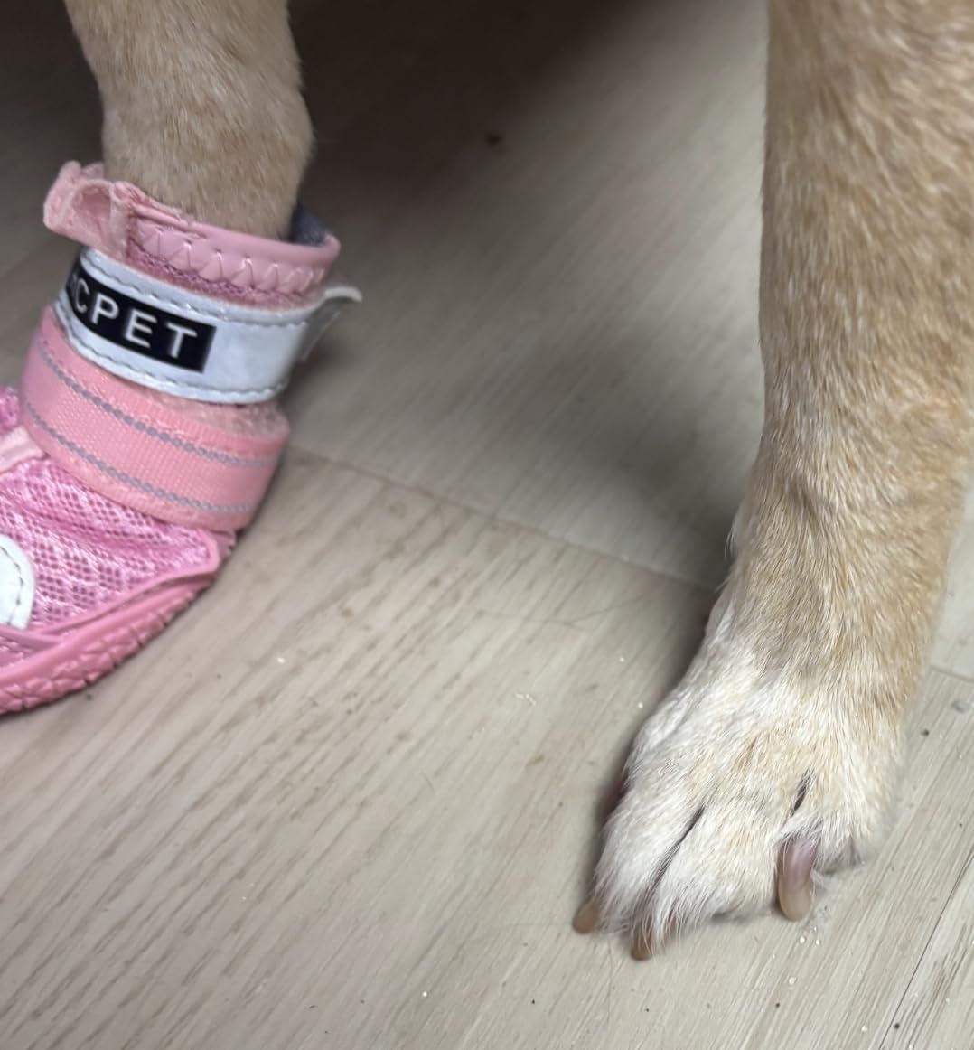 Hcpet Dog Boots Waterproof Dog Shoes for Medium Large Dogs, Anti-Slip Dog Booties Paw Protector for for Hot Pavement Winter Snow Hiking with Reflective Straps 4PCS, 3 (width 1.77 inch) for 31-38 lbs customer photo 2