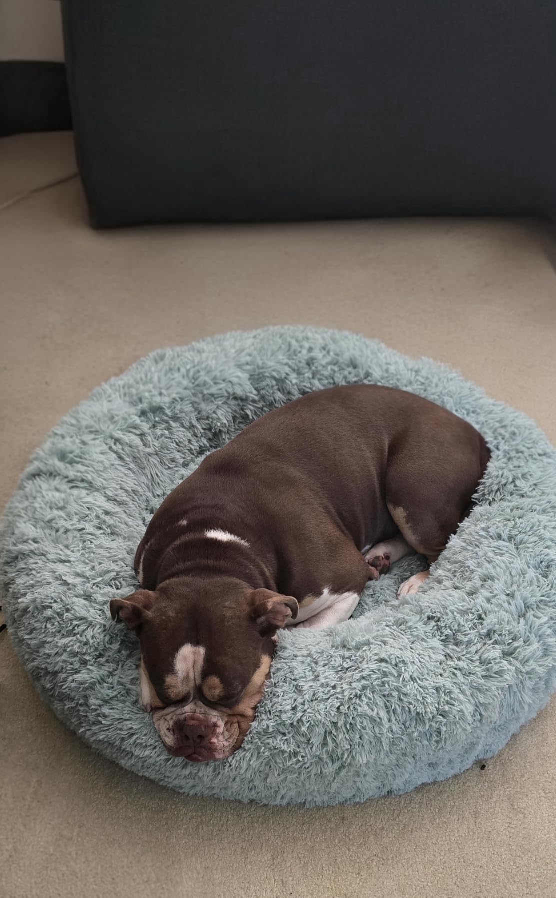 Bedsure Calming Small Dog Bed Donut Washable Cat & Puppy Bed, 23 inches, Dark Grey customer photo 1