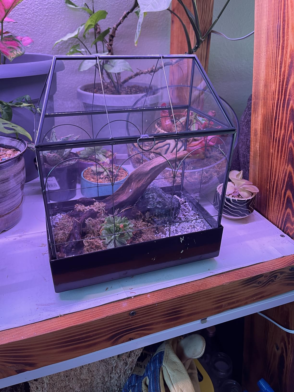 Large Tall Glass Plant Terrarium - House Succulent Terrarium Kit with Lip and Tray Glass Greenhouse Terrarium for Plant 9.5X5.7X11.4 customer photo 1