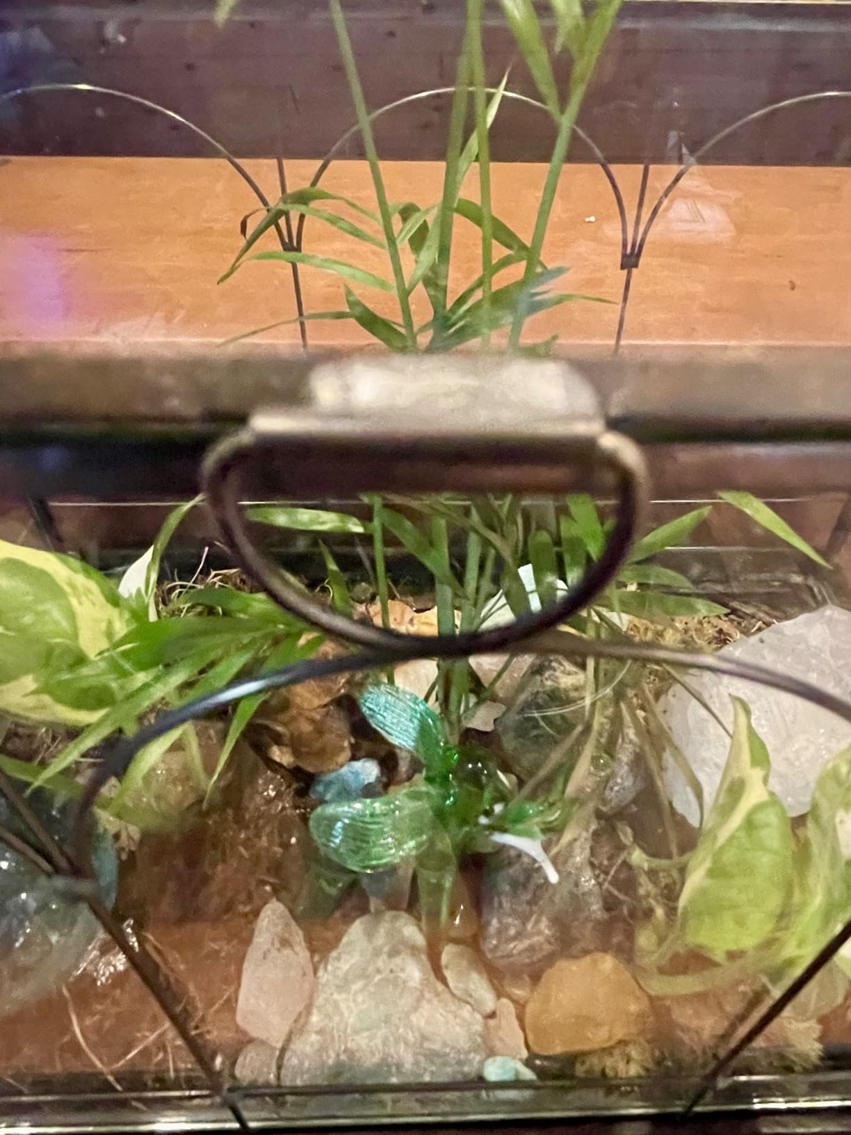 Large Tall Glass Plant Terrarium - House Succulent Terrarium Kit with Lip and Tray Glass Greenhouse Terrarium for Plant 9.5X5.7X11.4 customer photo 2