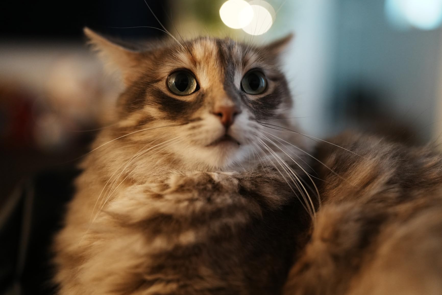 FE 35mm f/1.4 GM Full-Frame Large-Aperture Wide Angle G Master Lens | F 1.4 max provides extraordinary brightness and depth customer photo 1