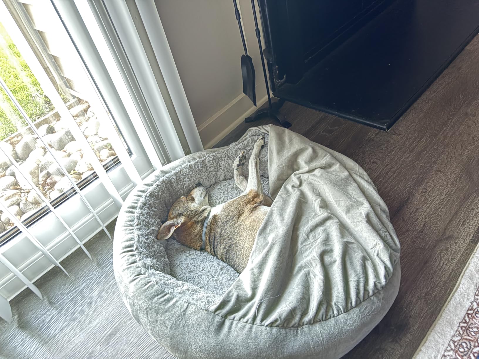 JOEJOY Small Dog Bed Cat Bed with Hooded Blanket, Cozy Cuddler Luxury Puppy Pet Bed, Donut Round Calming Anti-Anxiety Dog Burrow Cave Bed - Anti-Slip Bottom and Machine Washable 23 inch customer photo 2