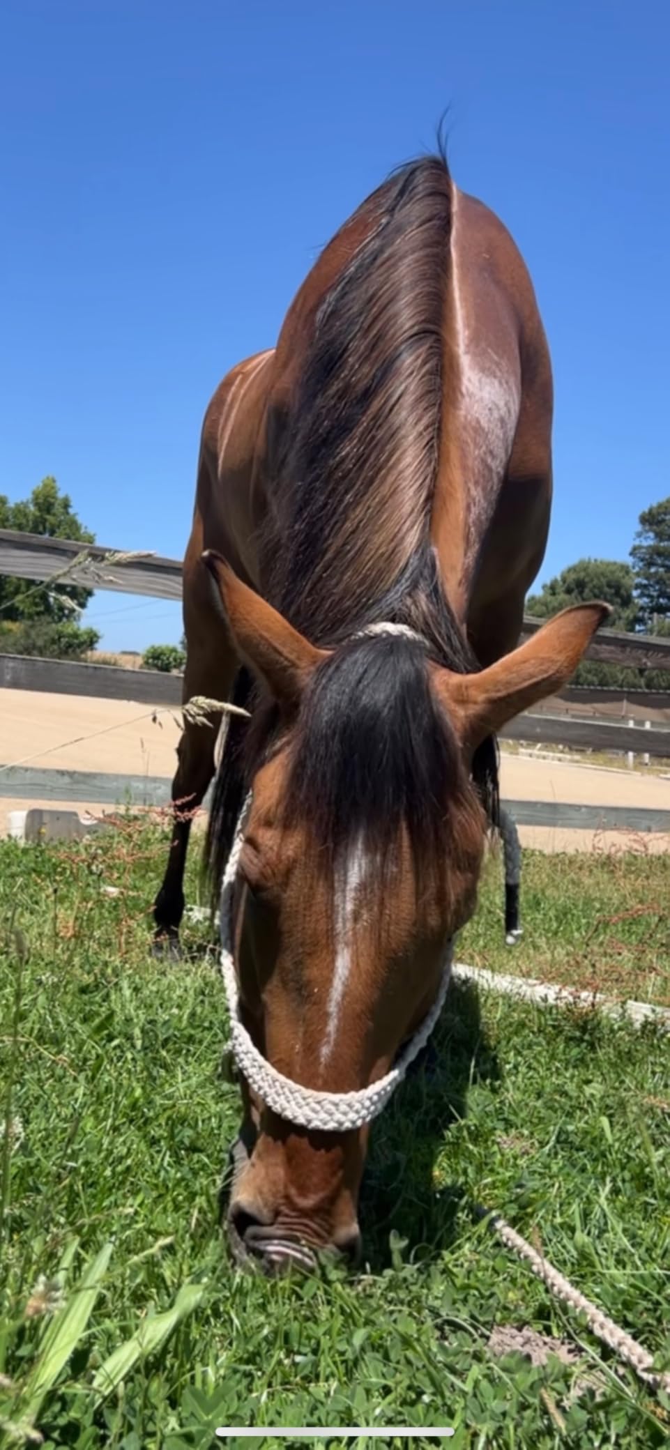 Cashel Flat Braid Halter and Leadrope customer photo 2