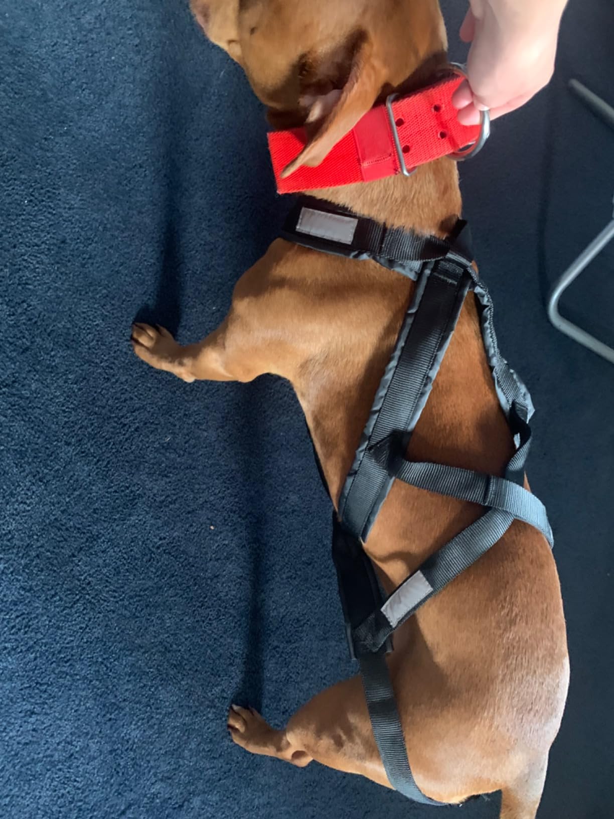 K9 Sled Dog Harness - Large Dog Mushing Harness for Husky, Canicross, Skijoring & Scootering - X-Back Design customer photo 1