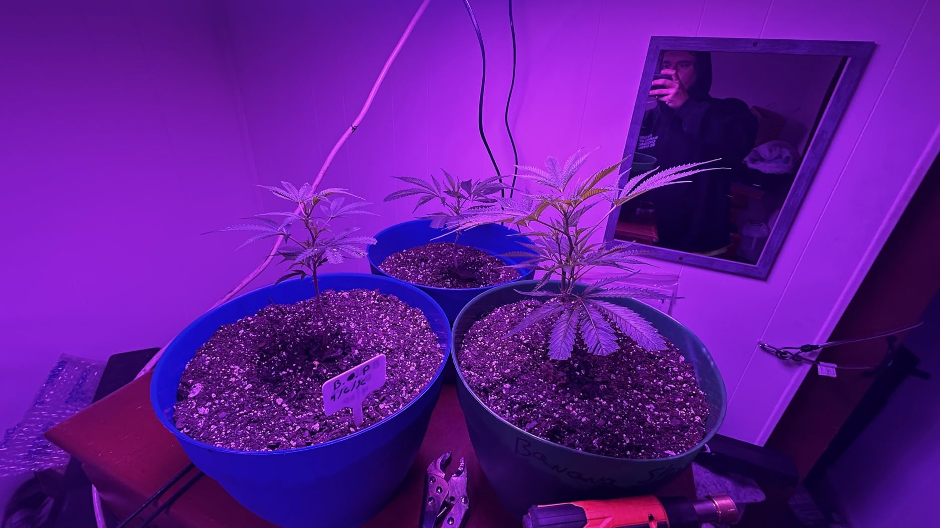 2 Pack LED Grow Light Panel 200W Lamp for Indoor Plants, Full Spectrum with White Blue Red UV IR LEDs for 4x4ft Coverage Grow Tent Greenhouse Veg and Bloom Seedlings Hydroponics customer photo 1
