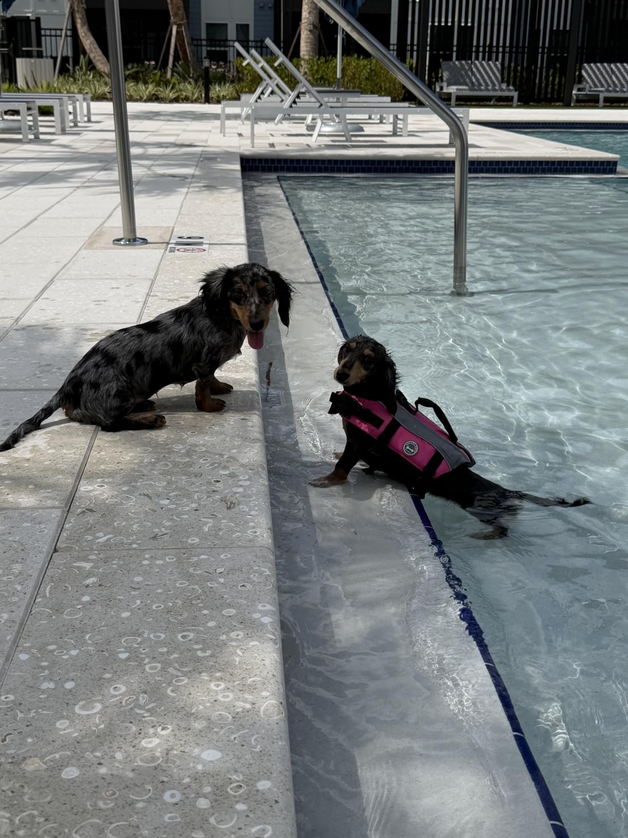 VIVAGLORY Dog Life Vest Front Float Dog Swim Vest, XL, Blue customer photo 1