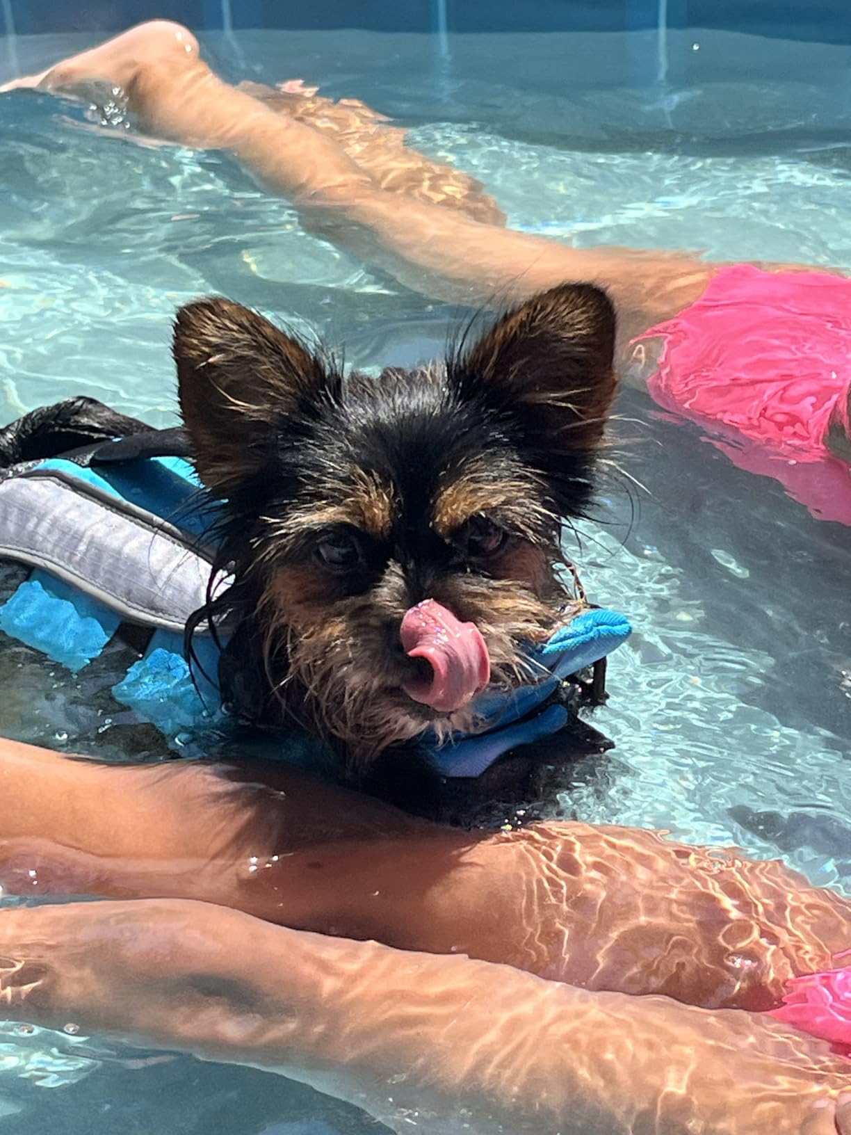 VIVAGLORY Dog Life Vest Front Float Dog Swim Vest, XL, Blue customer photo 2