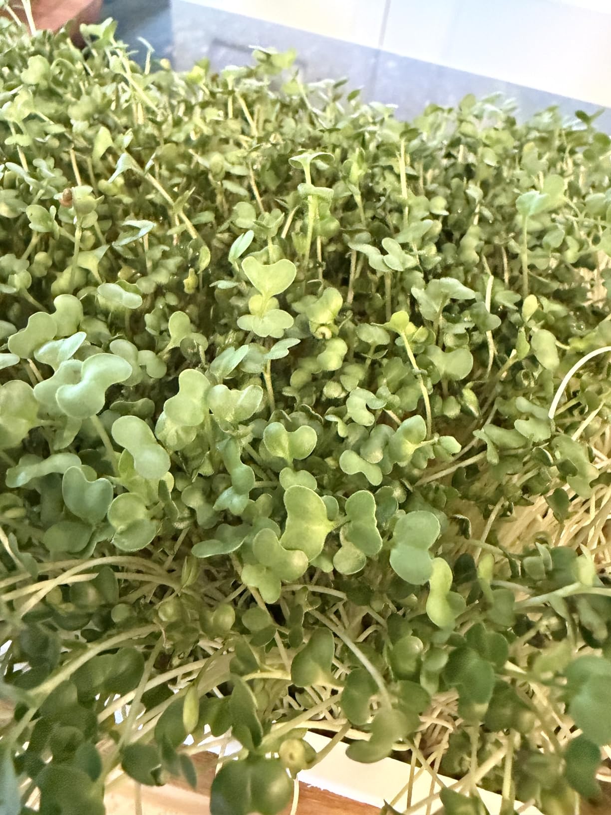 Organic Self-Watering Microgreens Growing Kit - Reusable Indoor Grow Tray with Organic Seeds, Grow Mats & Bamboo Frame - Easy No-Soil Microgreens Starter Kit (Broccoli & Salad Mix) customer photo 1