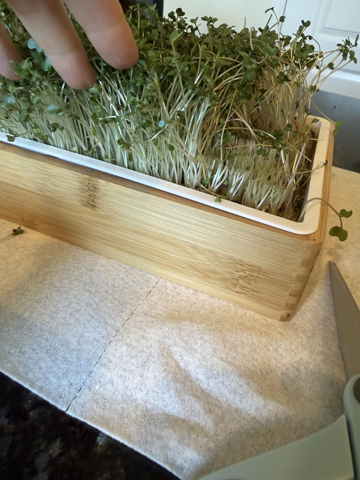 Organic Self-Watering Microgreens Growing Kit - Reusable Indoor Grow Tray with Organic Seeds, Grow Mats & Bamboo Frame - Easy No-Soil Microgreens Starter Kit (Broccoli & Salad Mix) customer photo 2
