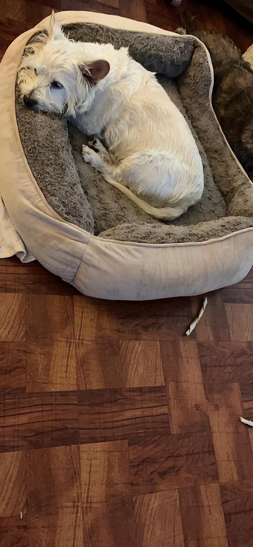 JOEJOY Rectangle Dog Bed for Large Medium Small Dogs - Washable Orthopedic Sofa Bed, Soft Breathable Puppy & Pet Cuddler, Durable Calming Dog Bed with Anti-Slip Bottom, Multiple Sizes, Beige customer photo 1