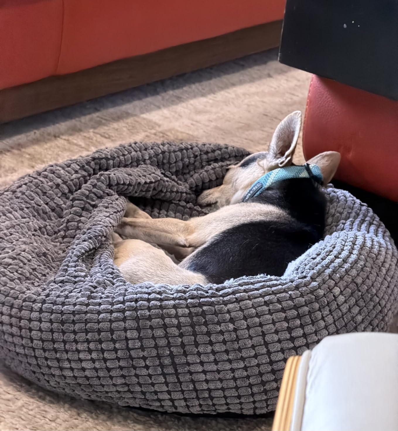 Small Dog Bed with Attached Blanket, Cozy Donut Cuddler Anti-Anxiety Hooded Pet Beds Calming Cave Bed, 23 inch customer photo 2