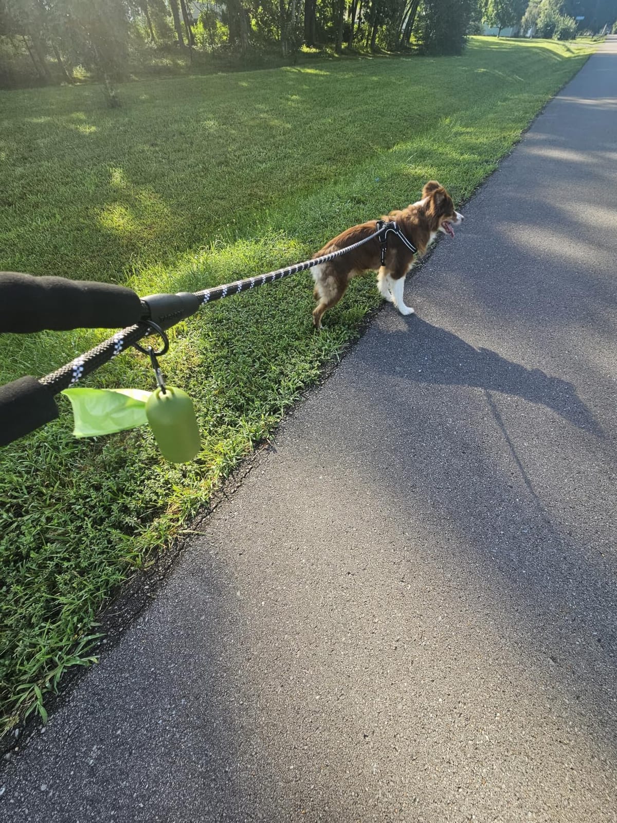 Taglory Rope Dog Leash for Medium Large Dogs, 6 FT Padded Handle, Black | Climbing Rope for Strong Pullers, Reflective for Night Walks and Training, Comfortable Grip, Anti-tangle Swivel Clip 1/2 inch customer photo 1