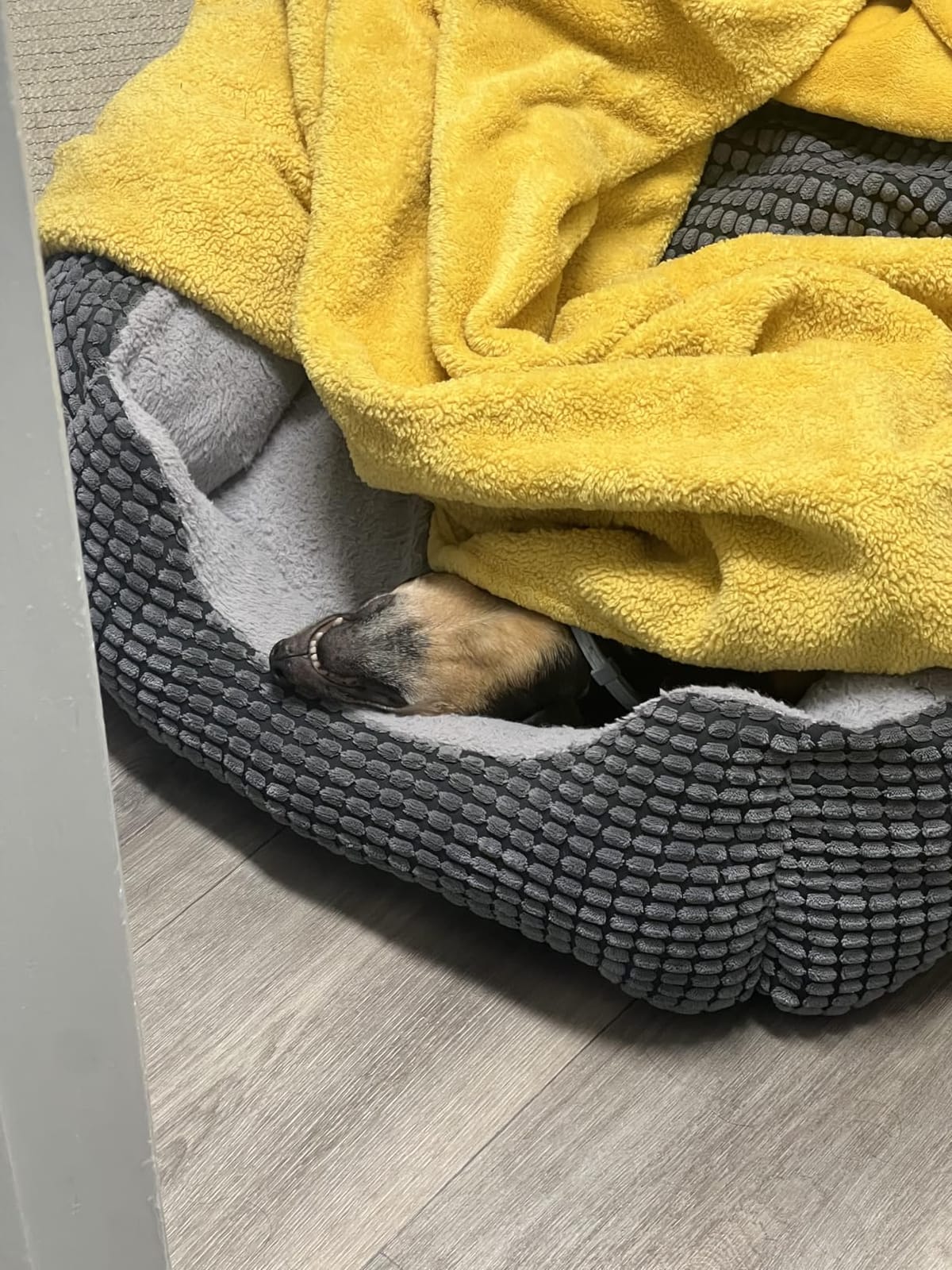 GASUR Dog Beds for Small Dogs with Cover Cave, Cat Beds for Indoor Cats, Rectangle Hooded Dog Puppy Bed with Blanket, Cozy Anti-Anxiety, Anti-Slip Bottom and Machine Washable (20