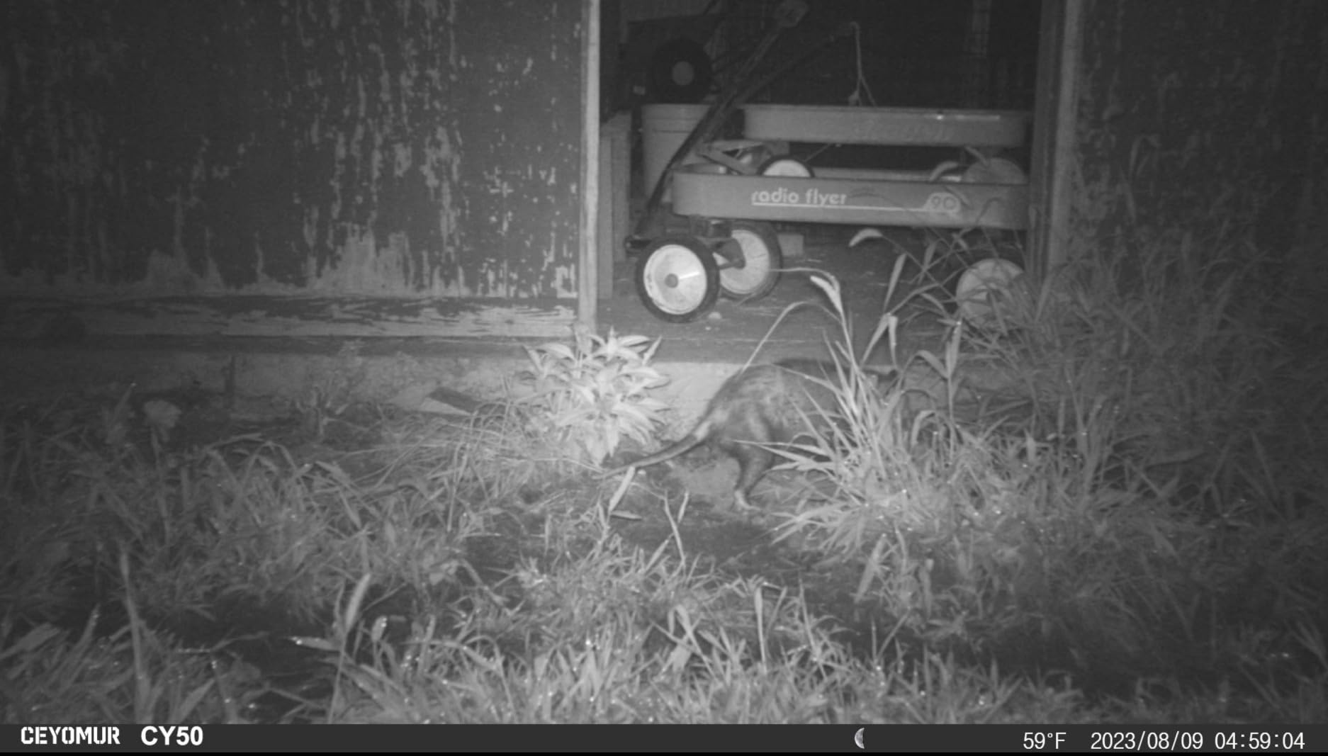CEYOMUR Trail Camera, 36MP HD Trail Cam with Night Vision Motion Activated customer photo 1
