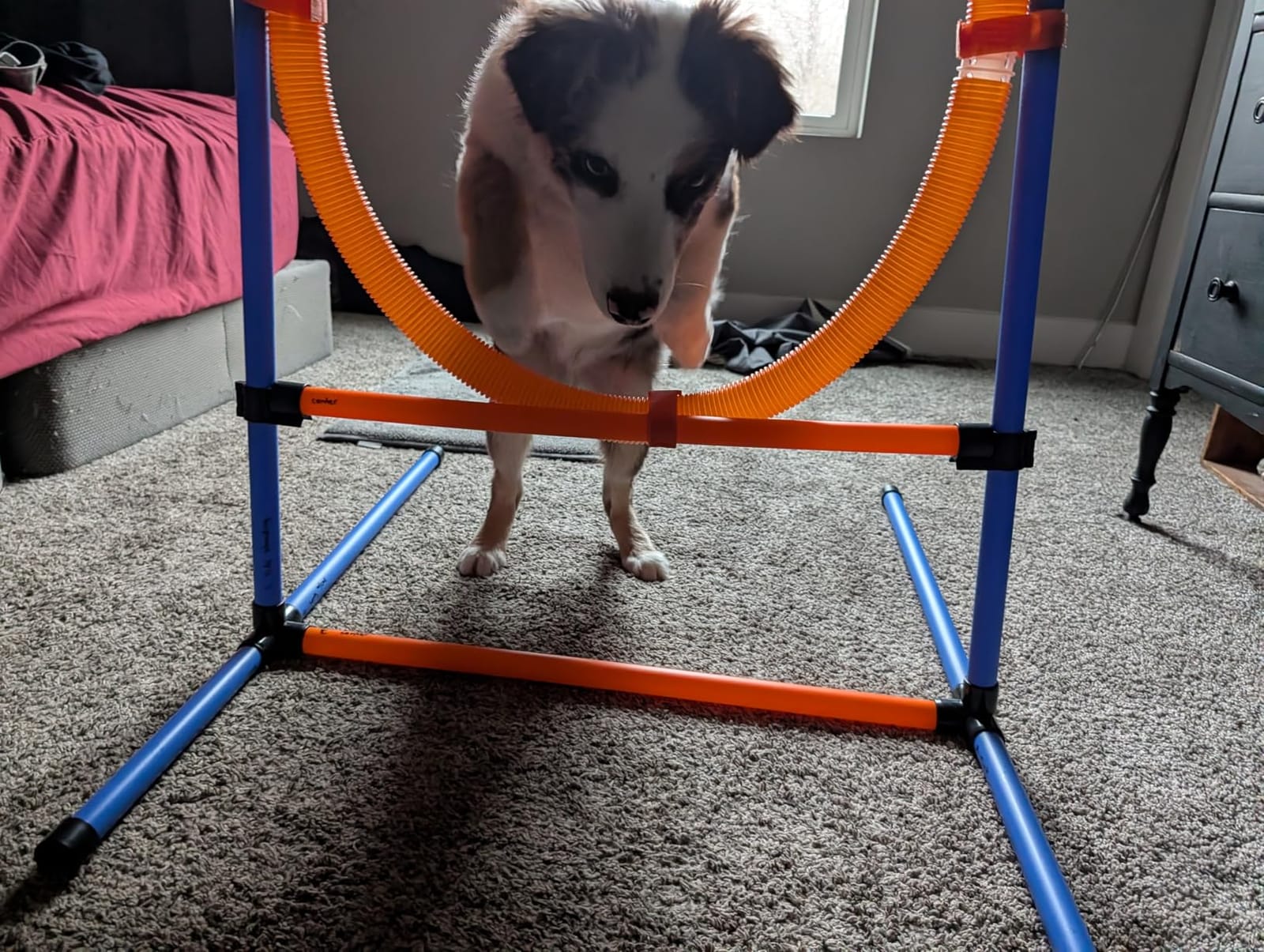 Dog Agility Training Equipment, 60-piece Dog Obstacle Course Training Starter Kit Pet Outdoor Game with Tunnel, Agility Hurdle, Weave Poles, Jump Ring, Pause Box, Toy Balls and Storage Bag customer photo 2