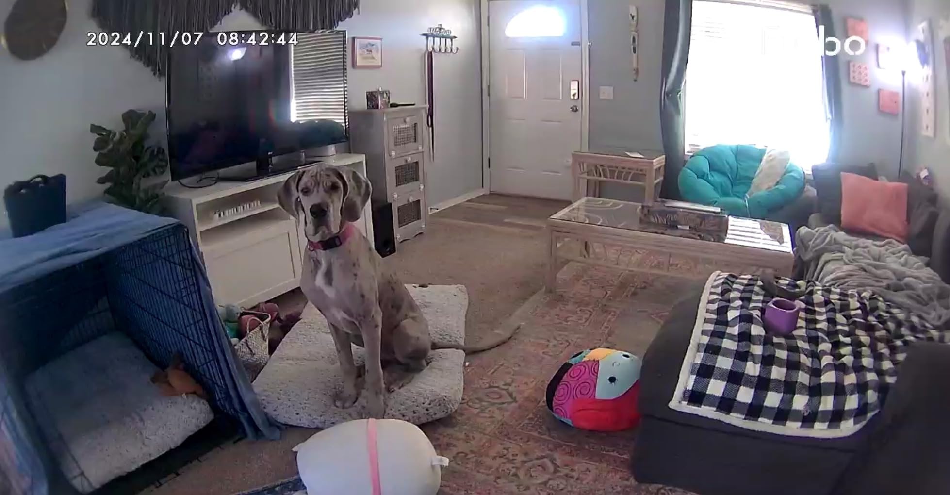 Furbo 360° Dog Camera [No Monthly Fee] | 360° Rotating Live View, Barking Alerts, Treat Toss, 2-Way Audio, Night Vision, Smart Home Puppy Monitoring, No AI Alerts customer photo 1
