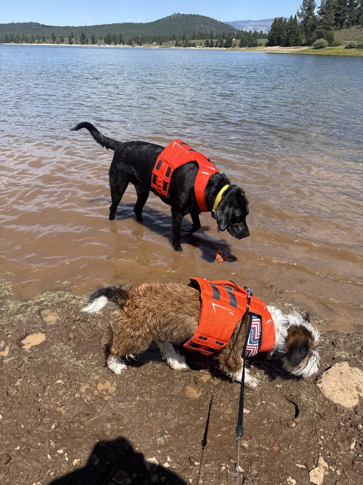 NRS CFD Dog Life Jacket-Orange-XL customer photo 1