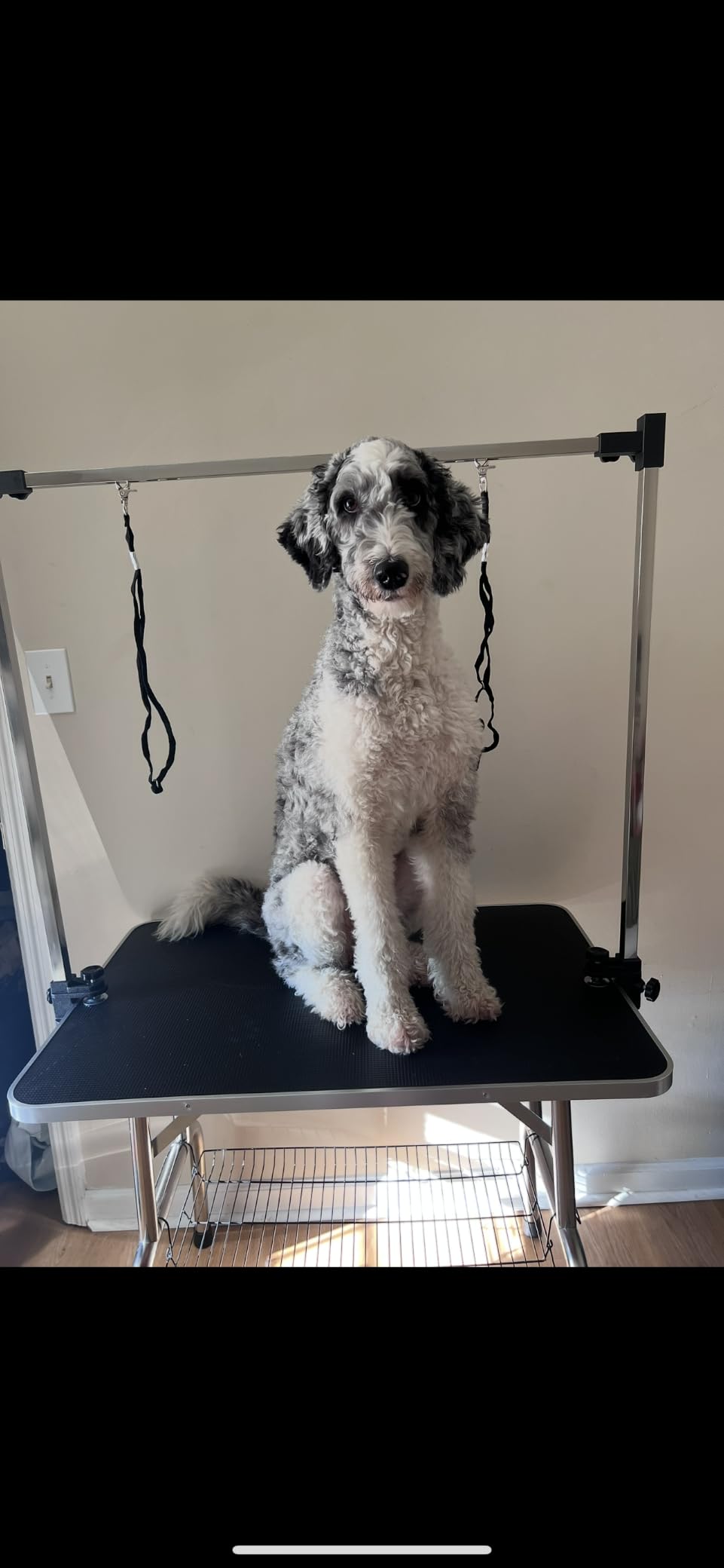 Lyromix 46''Large Dog Grooming Table, Adjustable Cat Drying Desktop with Arms, Nooses, Mesh Tray, Foldable Pet Station at Home, Maximum Capacity Up to 330Lb, 46inch, Black, 46in customer photo 1